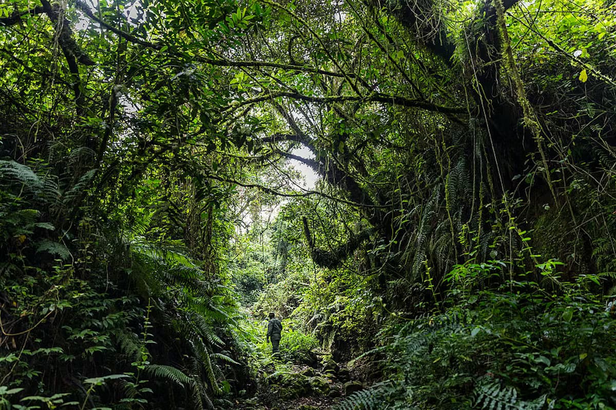 Bukima, Parc National des Virunga, RDC